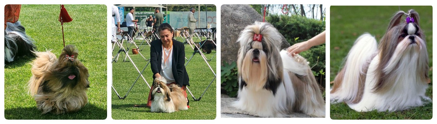 Touche D'amour Kennel
